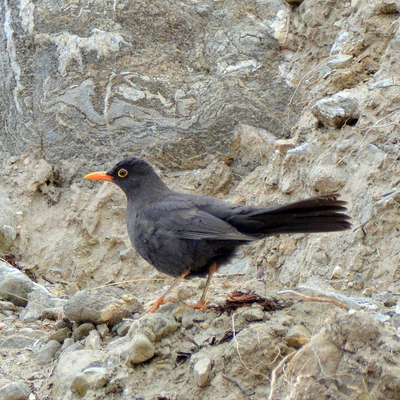 Glossy-Black Thrush (2)